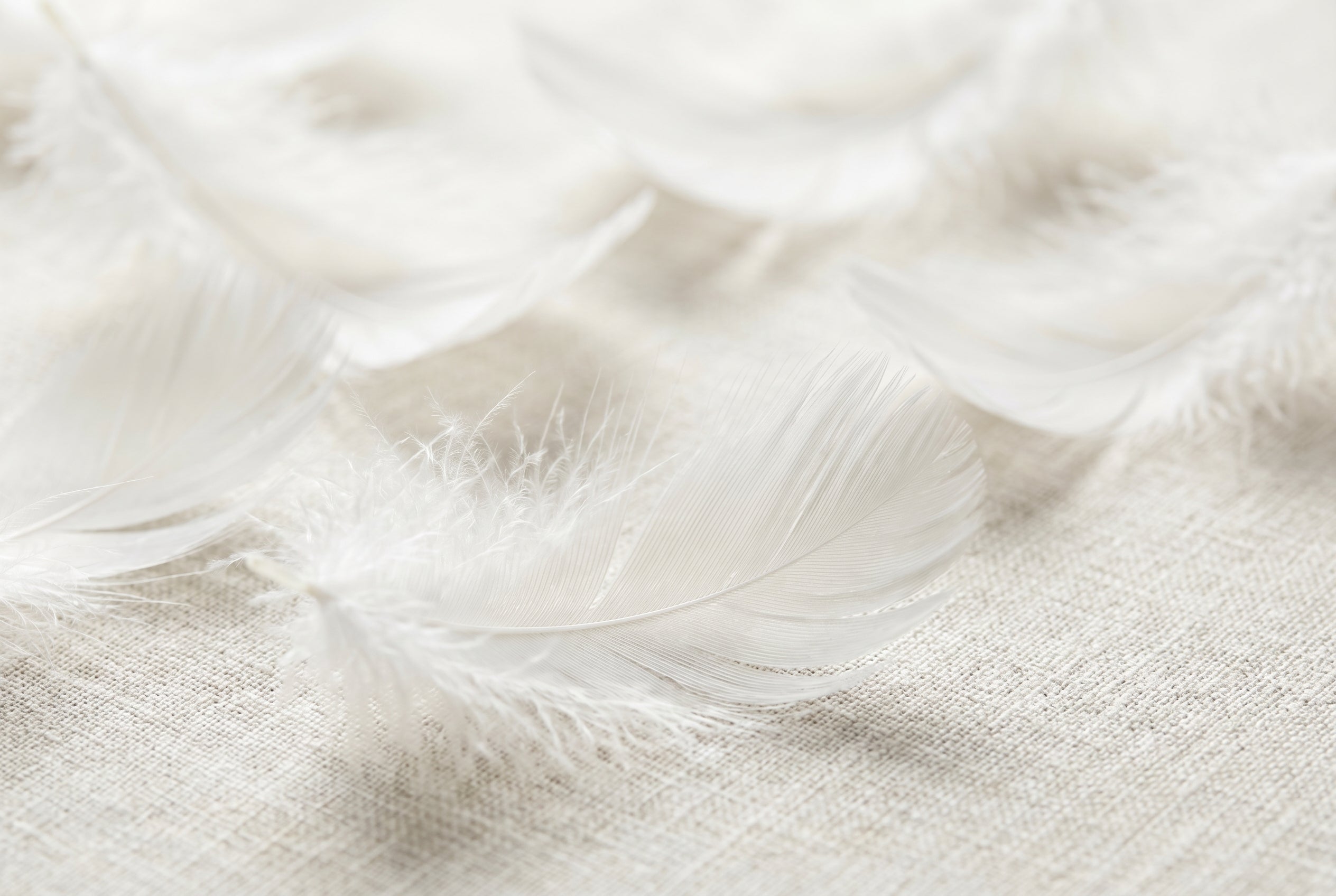 Daunen Qualitaet erkennen